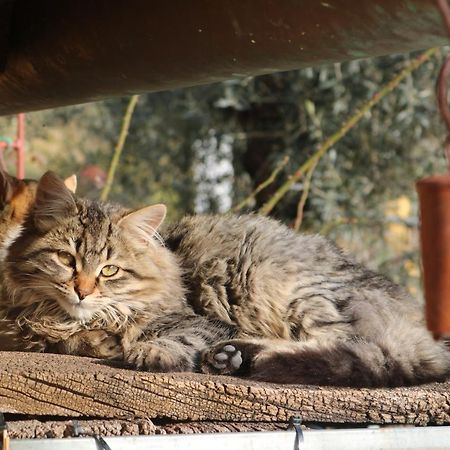 Bed & Breakfast Casa Lisetta Valtopina Екстер'єр фото